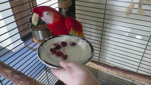 BIRD NOT SURE ABOUT EATING FROZEN CHERRIES 🦜 🍒 🫤