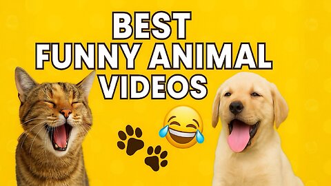 Best Funny Animal Videos That’ll Leave You in Stitches 😂🐾