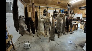 Trapping Dec 16th-19th 2026