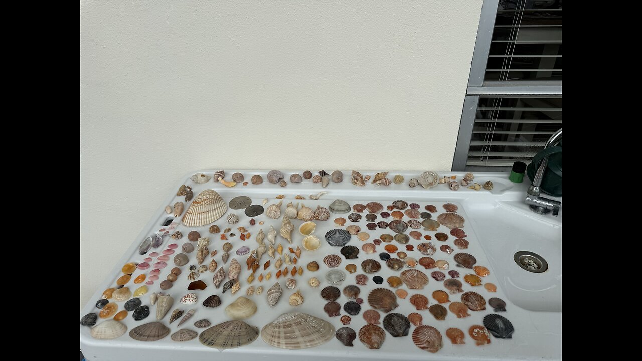 Beach Finds 1/18/2026 | 4K