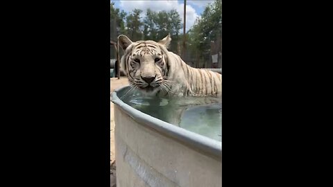 Bathing the white tiger!