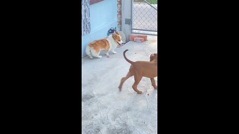 corgi and mandog play without very funny #dog