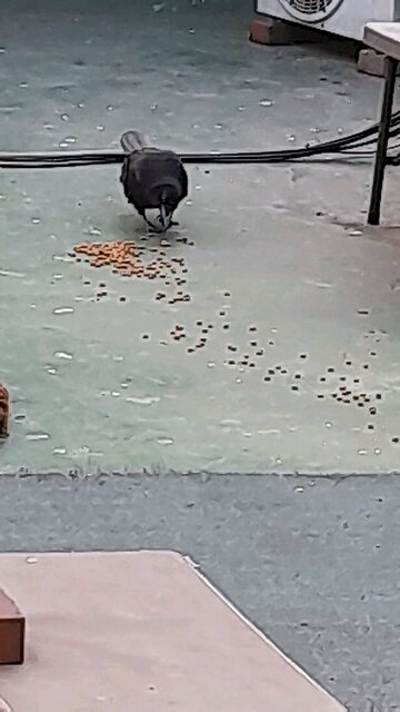 250604. South Korea election were rigged.