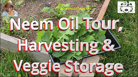 Neem Oil Tour, Harvesting & Veggie Storage - #catshobbycorner #gardening