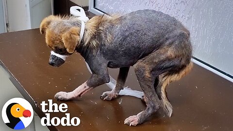 Mangy Feral Puppy Turns Into The Cuddliest Family Dog | The Dodo