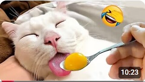 Funniest animals will make you laugh until crying