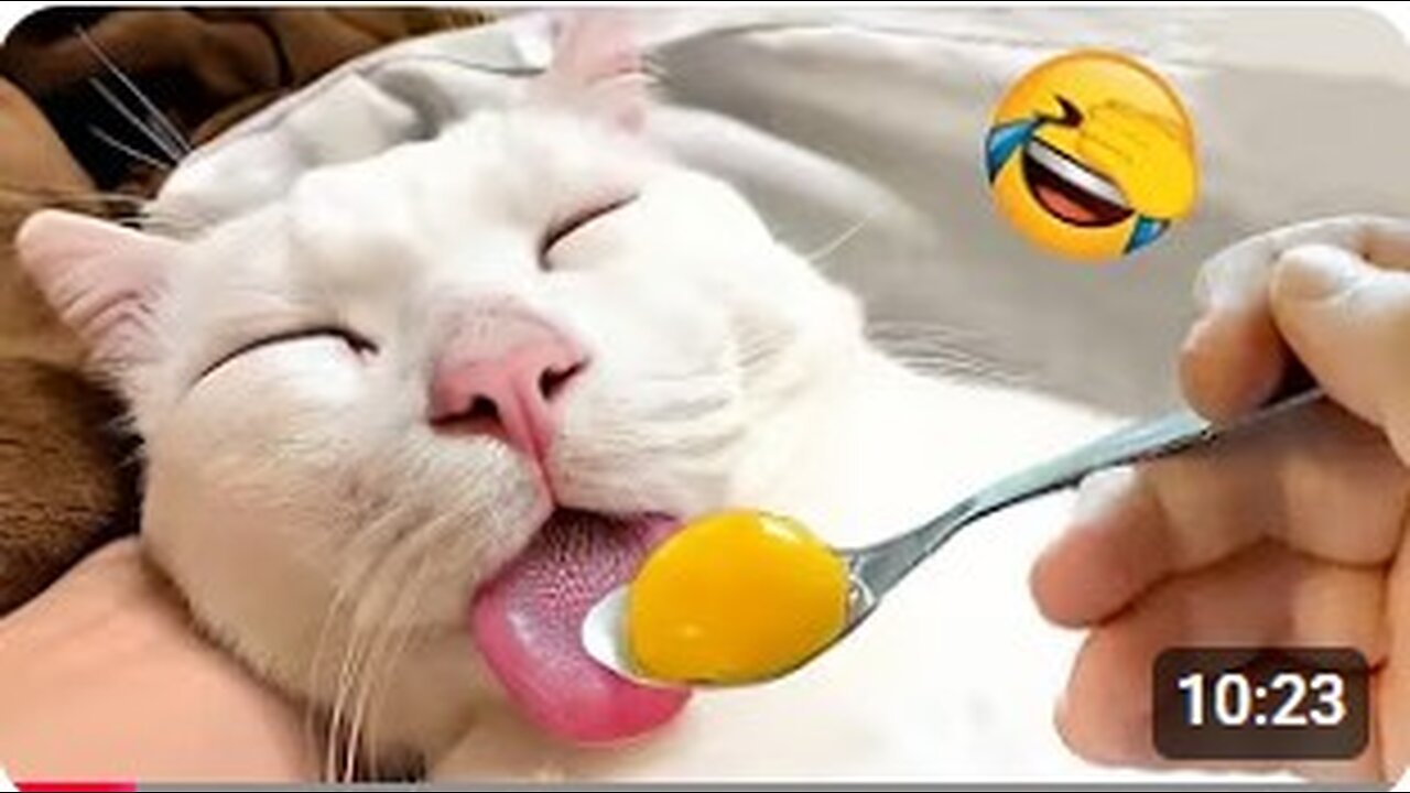 Funniest animals will make you laugh until crying
