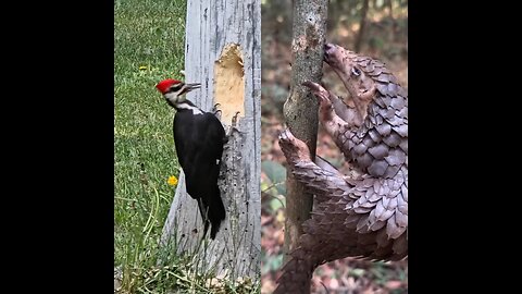 An animal is eating ants. Look, a bird is making a hole in the tree.