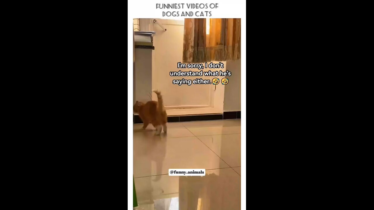 Funny animals