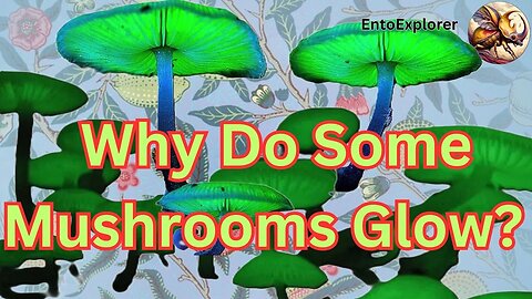 The Unsolved Mystery of Glowing Mushrooms
