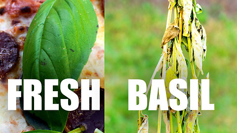 Harvest Fresh Basil for Pizza