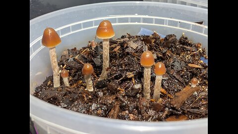 More focus on Semilanceatae and Cordisporae