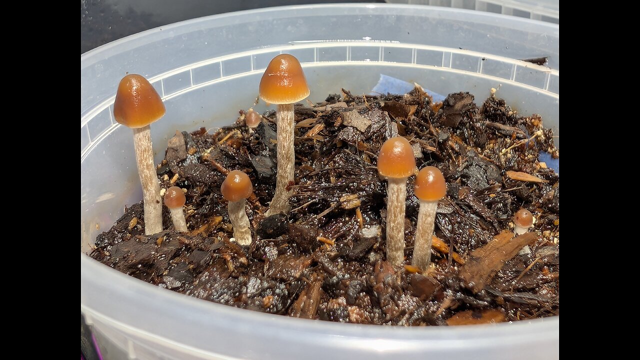 More focus on Semilanceatae and Cordisporae