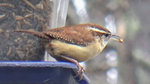 Wren