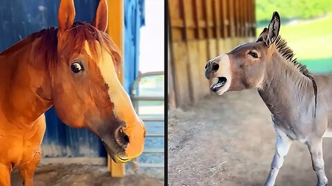 Your Daily Dose of Pets / Their Reaction Was Brutal