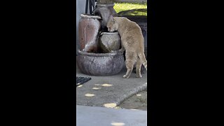 Zeus Drinking From My Water 💦 Fountain