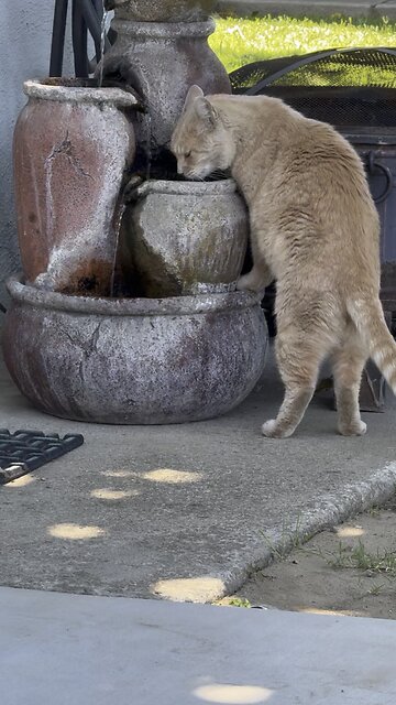 Zeus Drinking From My Water 💦 Fountain
