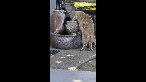 Zeus Drinking From My Water 💦 Fountain