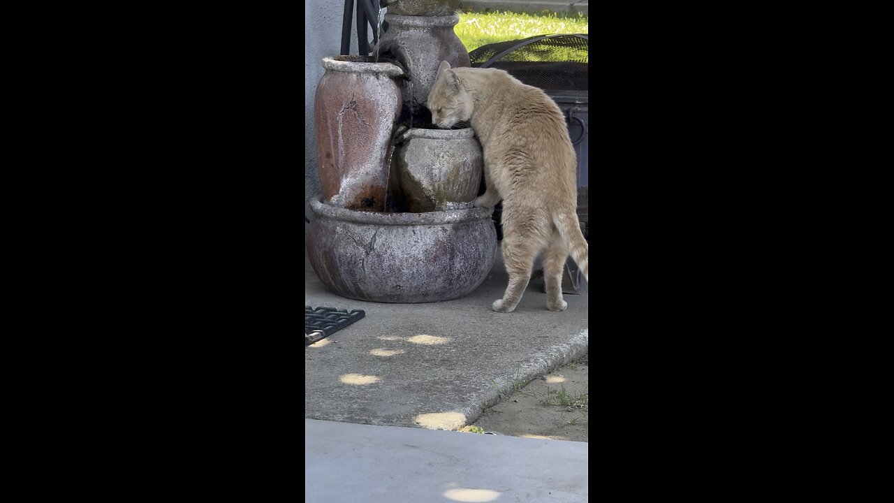 Zeus Drinking From My Water 💦 Fountain