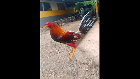 “No es suerte, es sangre y coraje lo que corre en este gallo.”