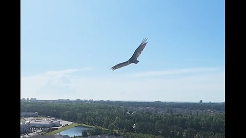 🦅 Renegade - Styx 🦅
