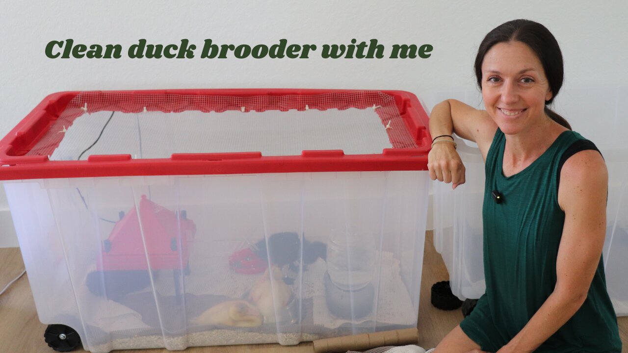 How we setup brooder and CLEAN IT for 4 DUCKS