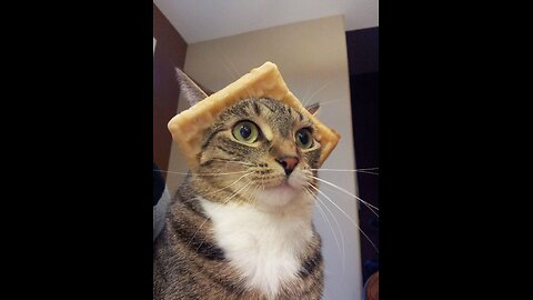 cat ai