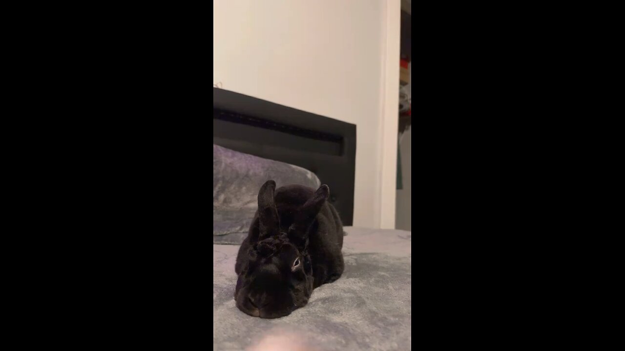 My little Thumper 🐇