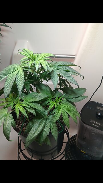 Fruity pebbles week 4 day 6