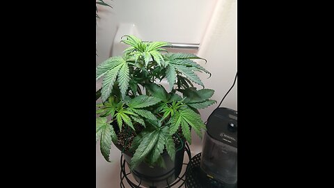 Fruity pebbles week 4 day 6