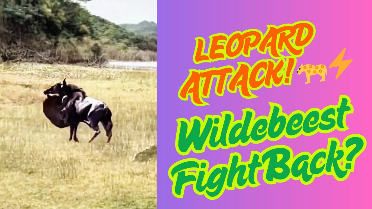 SHOCKING Leopard Ambush! Wildebeest Fight for Survival 🐆 | Wildlife Documentary in 4K