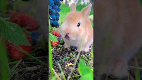 The little rabbit lies down for a while after eating. Cute pet debut plan. Rabbit. Pastoral cute