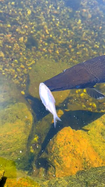 🦖Lepisosteus (Lepisosteidae) – Gar Purba