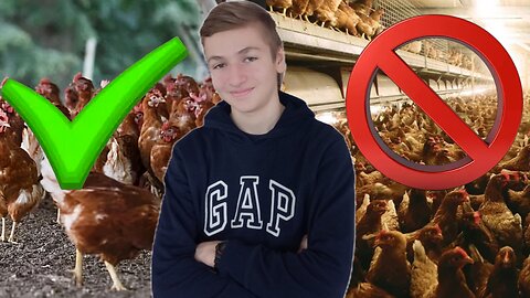 Caring for Chickens