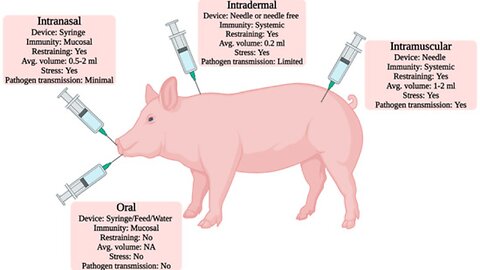 What happened to the mRNA pigs? McDonalds. Richest Swedish family getting richer on war