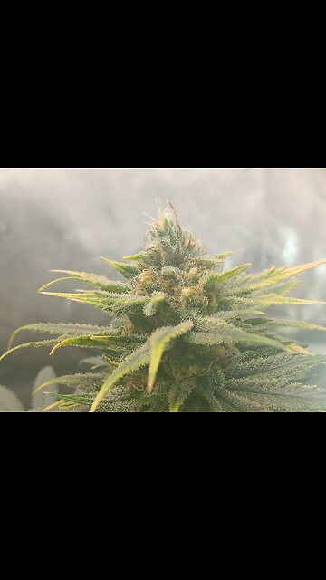 Wedding cheesecake week 15 day 2