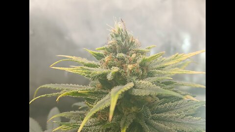 Wedding cheesecake week 15 day 2