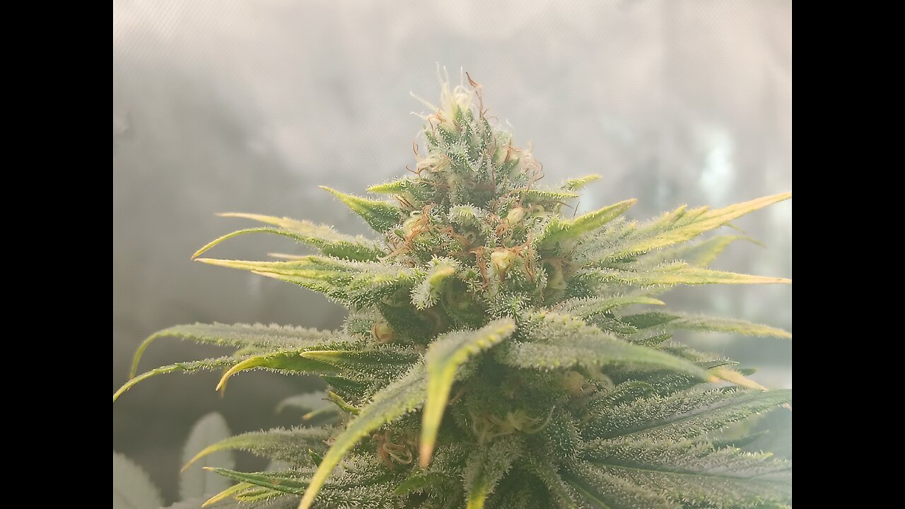 Wedding cheesecake week 15 day 2