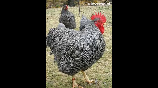 Dancing Fowl