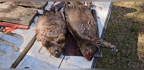 More Beaver! May 1 2025