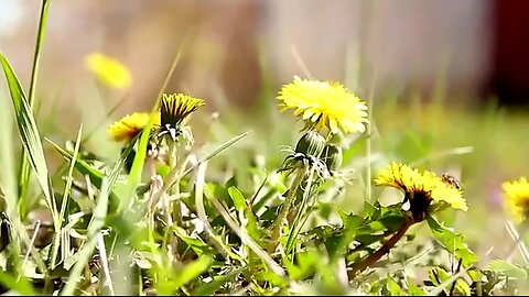 WARNING: PARASITES ARE KILLING YOU! (5 FOODS TO KILL THEM) - BARBARA O'NEILL ✨