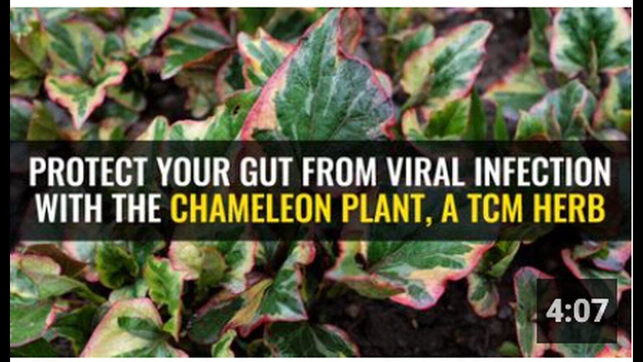 "Defend Your Gut Against Viral Infections Using the Chameleon Plant: A TCM Herb"