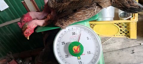 Chicken 🐔🐔 2 Kg For Price $25