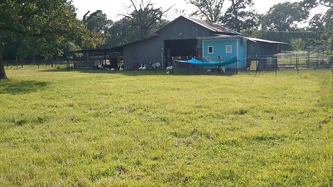 Betty learning the pasture life