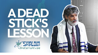 Numbers 17: From Death to Life | Shalom Adventures