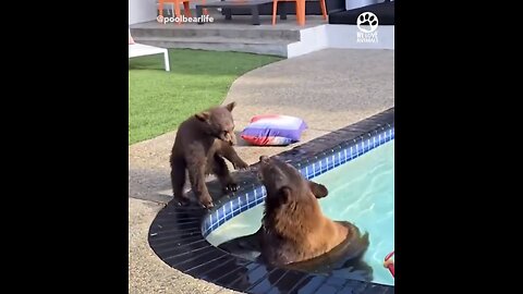 BEAR FAMILY VACATIONS🐻🏠🛁🐻📸AT HOUSE SWIMMINGPOOL🏠🛀🐻💫