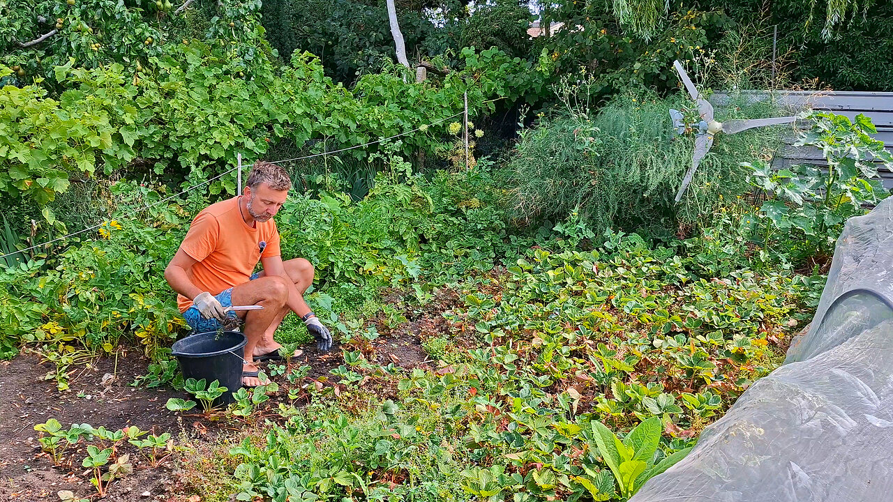 Weeding timelapse