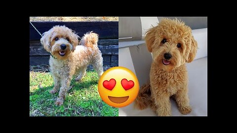 Schnoodle — Cute And Hilarious Videos And Tik Toks Compilation