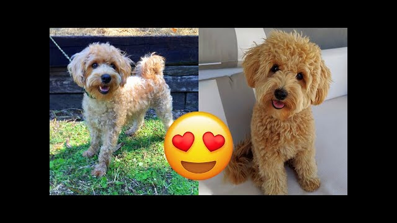 Schnoodle — Cute And Hilarious Videos And Tik Toks Compilation