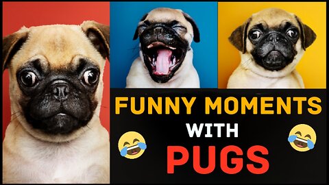 funny moments with the pug breed😂